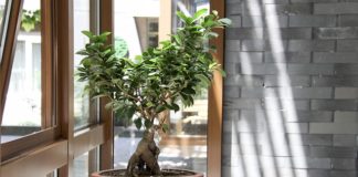 Czy kupić drzewko bonsai do domu?