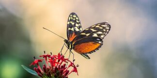 Jaka antena CB na stację bazowa?