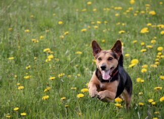 Czy wylewka to kran?