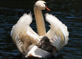 Jaki wybrać fotelik samochodowy dla rocznego dziecka?